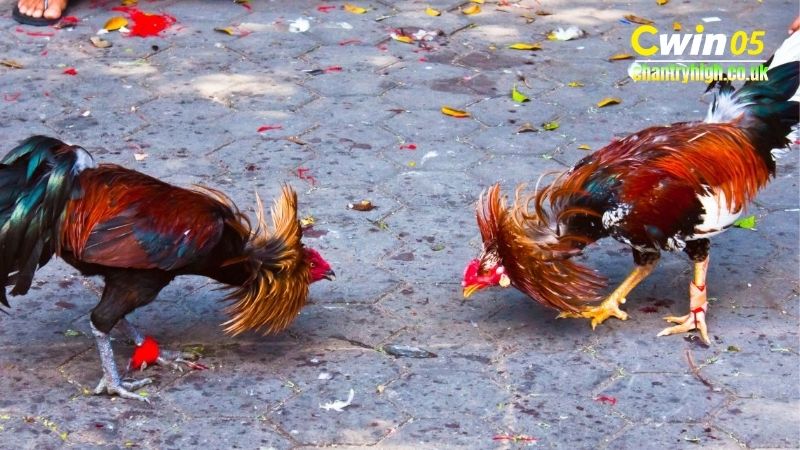 Lịch Sử Và Văn Hóa Đá Gà Campuchia